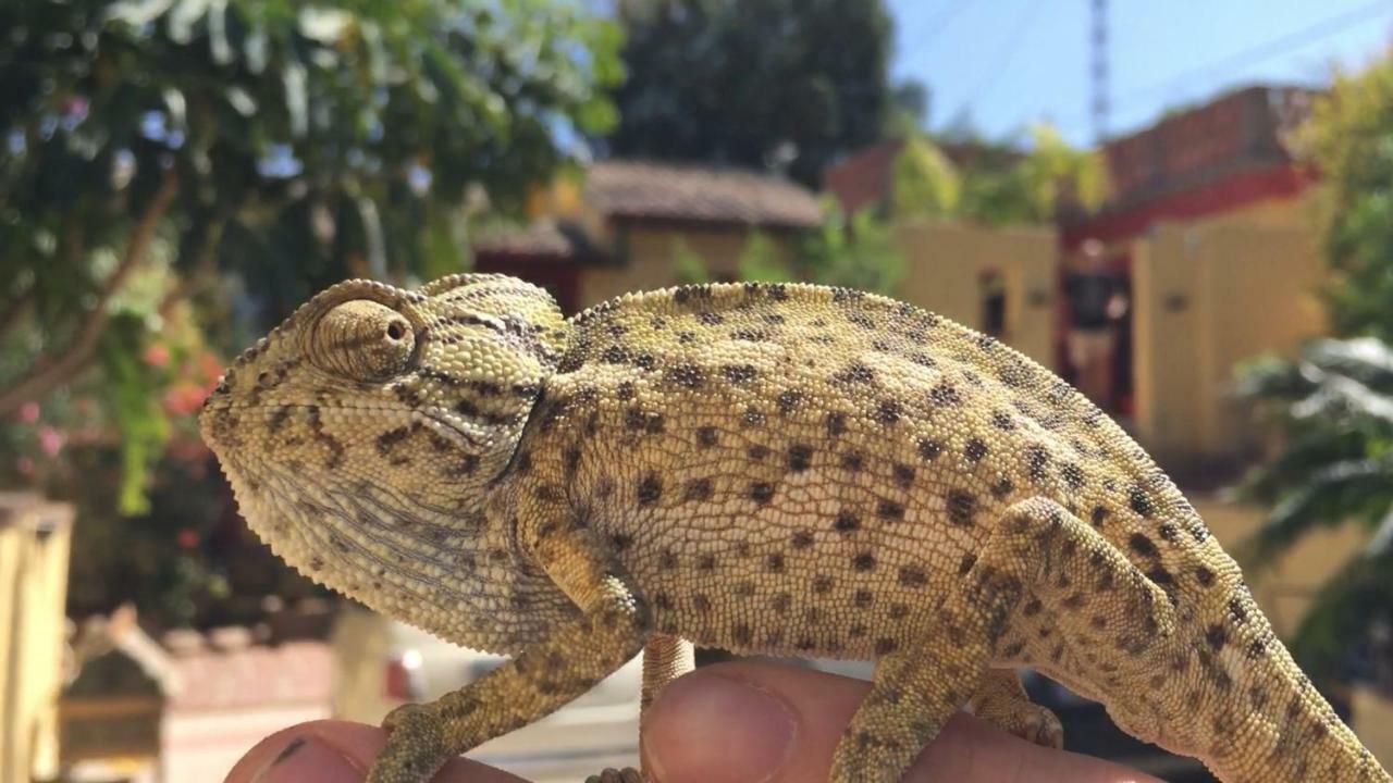 Finca Fenix Διαμέρισμα Alora Εξωτερικό φωτογραφία