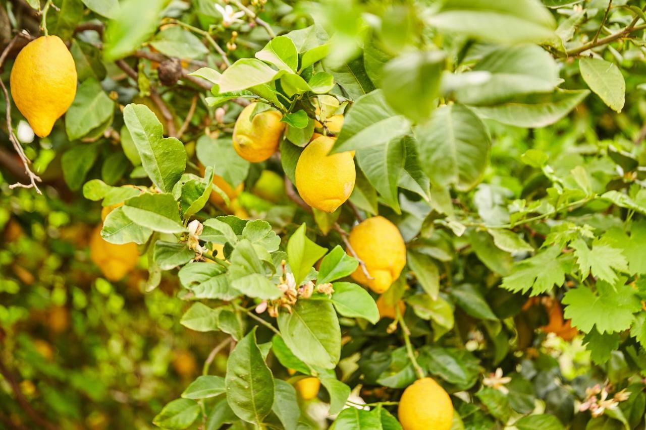 Finca Fenix Διαμέρισμα Alora Εξωτερικό φωτογραφία